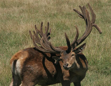 DEERS(3)
