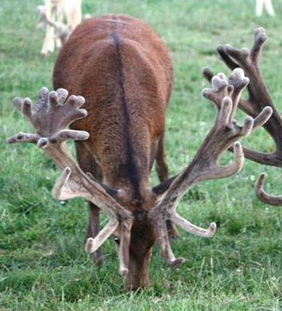 DEERS(60)