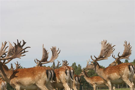 DEERS(9)