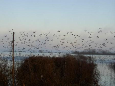 DUCKS