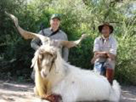 FERALGOAT,GoldMedal