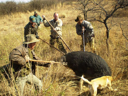 HUNTINGWITHSPEARS1