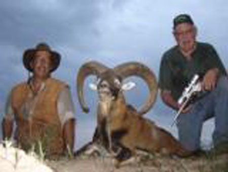 MOUFLONSHEEP