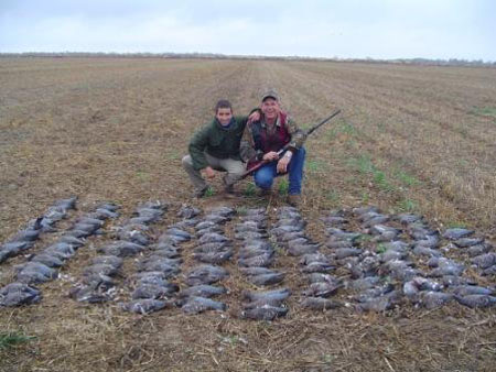 PIDGEONS