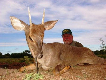 RedBrocketDeer