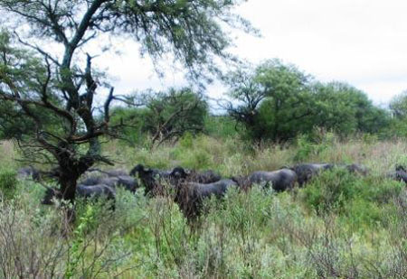 buffalos