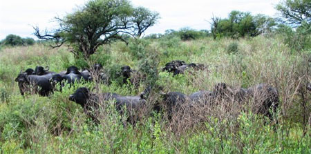 waterbuffalos