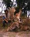 Mr.ArchieNesbitt,SCIScore284.-Fallowdeerareas