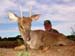 RedBrocketDeer