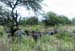 buffalos